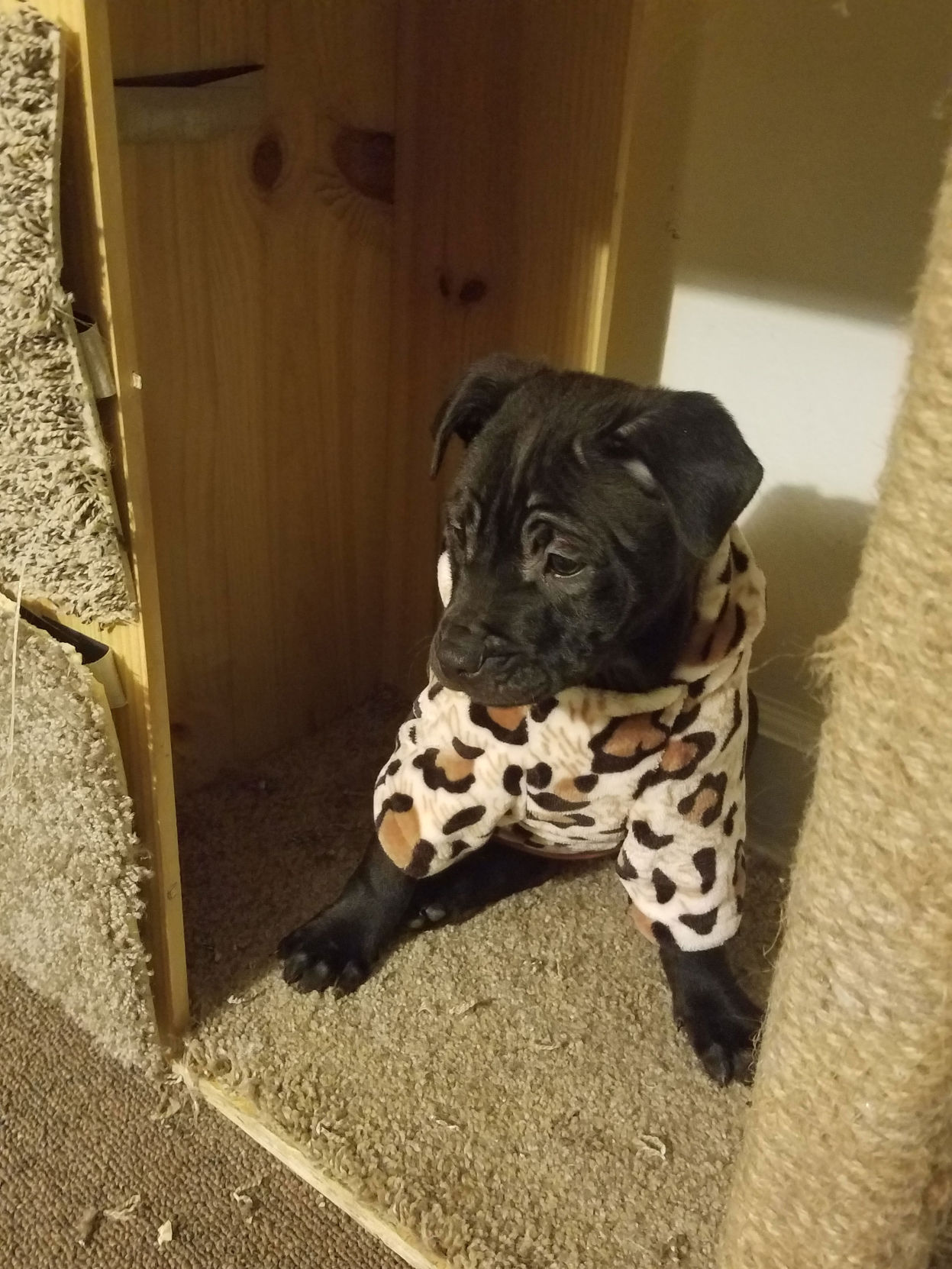 The Times Cutest Pets of Winter 2018